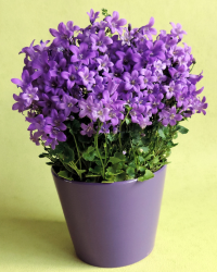 flower img