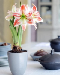 flower img