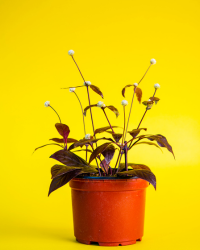 flower img