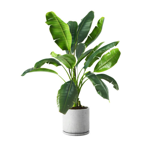 Plant image